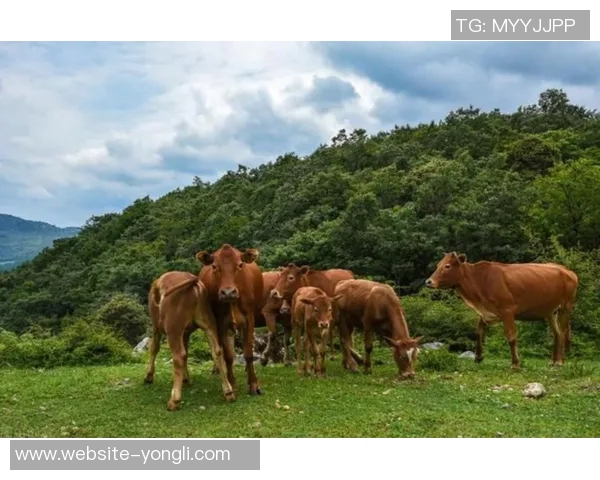 牛与野牛的对决探秘:它们的生活习性与生态角色的深度比较 牛与野牛的对决探秘:它们的生活习性与生态角色的深度比较